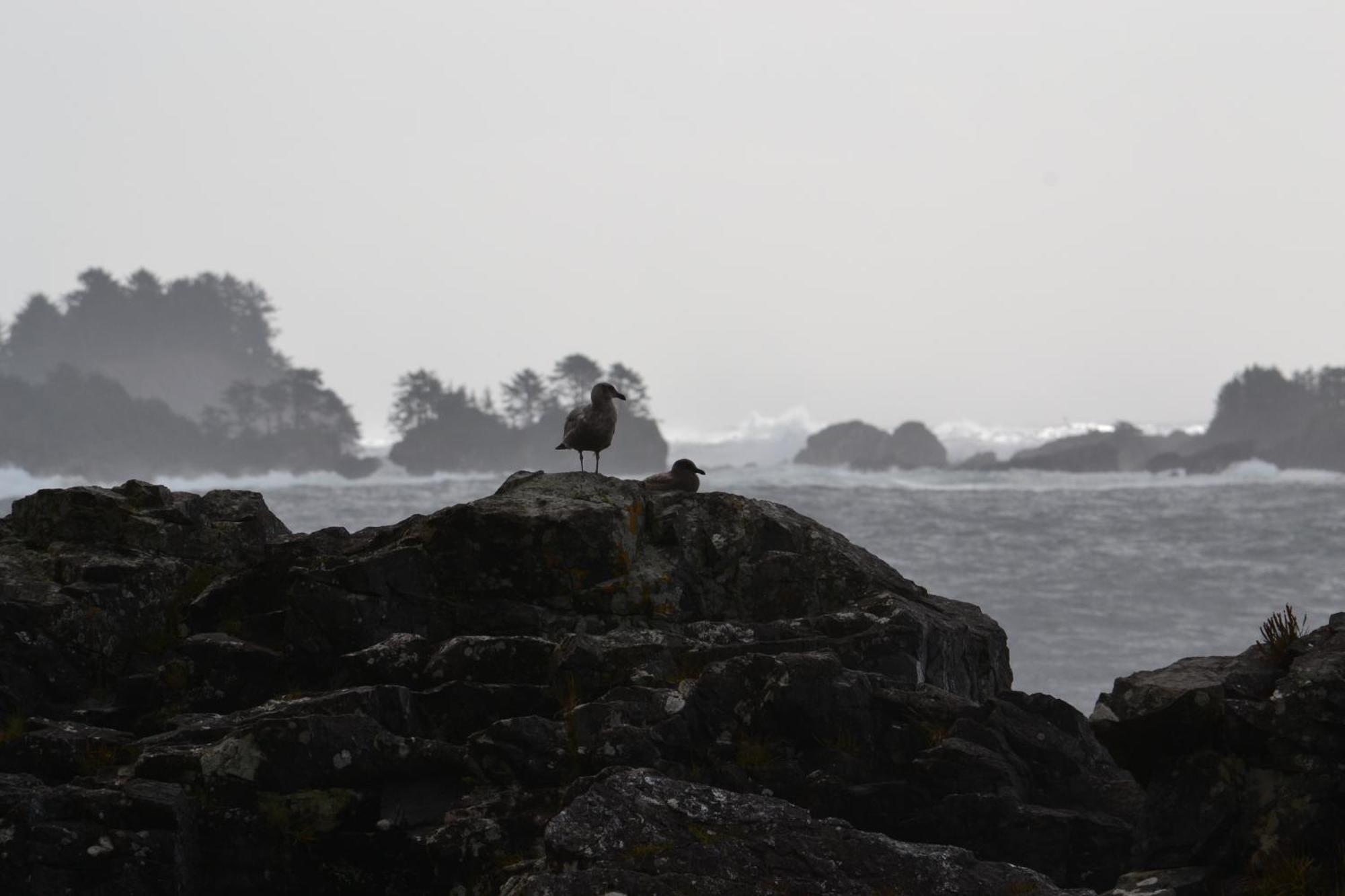 Easy On The Edge Villa Ucluelet Exterior photo